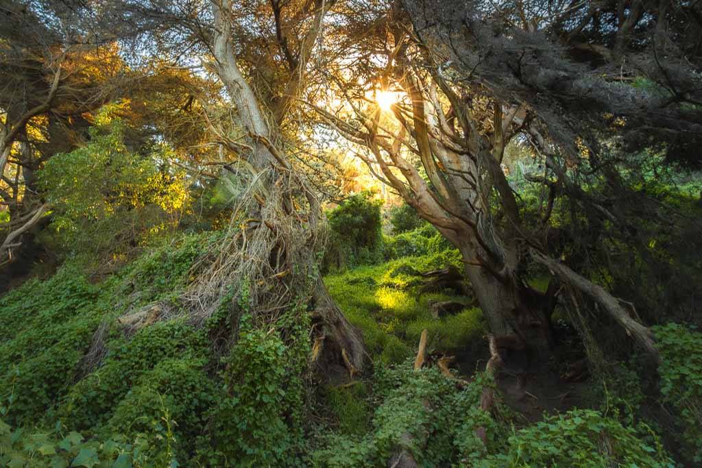 Woodland — Rebecca Bennett photography